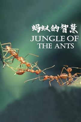 蚂蚁的智慧